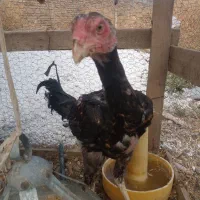 سلام یک خروس ۳ تا جوجه اوشامو