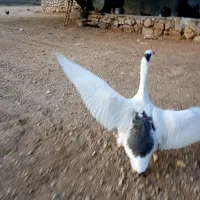 فروش پرنده ماده غاز|حیوانات مزرعه|یاسوج, |دیوار