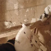 نرپشتار|پرنده|زالیان, |دیوار