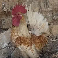 دو عدد خروس