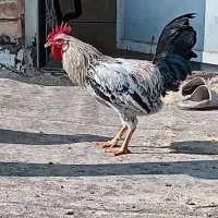 سه عدد خروس گلین|حیوانات مزرعه|برخوار, |دیوار