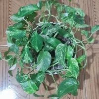 گل پتوس بزرگ|گل و گیاه طبیعی|رشت, چمارسرا|دیوار