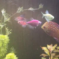 دیسکس نر قوی و زیبا