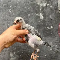 لاری طوسی پر مرغی اصل