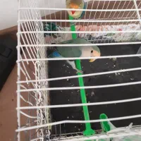 پرنده کوتوله