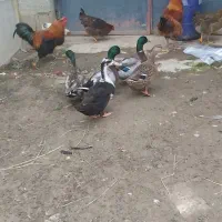 اردک  ،جوجه مرغ ،برهما