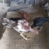 لاری ، محلی ،بوقلمون|حیوانات مزرعه|بناب, |دیوار