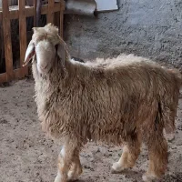 بره قوچی درجه یک|حیوانات مزرعه|شیراز, شریف‌آباد|دیوار