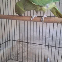 طوطی ملنگو ماده معاوضه