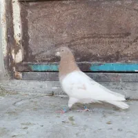 کفتر یا کبوتر