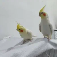 یک جفت عروس هلندی 3500000 تومان|پرنده|جم, |دیوار