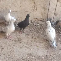 کبوتر|پرنده|برازجان, |دیوار