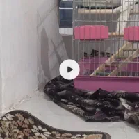 عروس هلندی|پرنده|اسفرورین, |دیوار