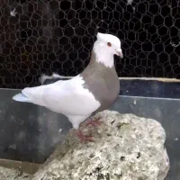 کفتر رنگی آس طوقی و دوکتی و پلاس