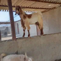 30ملیون