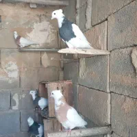 چند عدد کبوتر طوقی خوب برای فروش