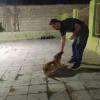 مربی سگ. آموزش سگ. پانسیون سگ|خدمات آموزشی|شیراز, میانرود|دیوار