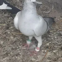 کبوتر