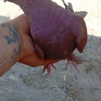 یک کبوتر گرفتنی