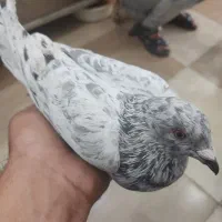سرور سبز جوان 9بنده درجه یک گرفتنی مال امروز|پرنده|بهبهان, |دیوار