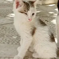 واگذاری گربه رایگان