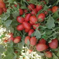 ۲۰الی۱۵هکتار زمین و آب جهت زراعت شراکتی ۳ساله|اجارهٔ دفتر صنعتی، کشاورزی، تجاری|کازرون, |دیوار