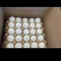 پخش تخم مرغ