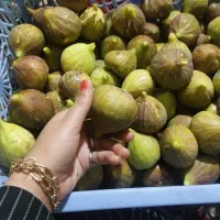 انجیر تاز تازه از درخت  چیده شود شیرین تازه