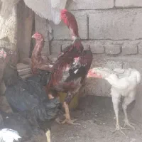 تخم مرغ لاری نطفه دار دونه 30000|حیوانات مزرعه|سبزوار, جهاد کشاورزی|دیوار