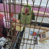 شاه طوطی نر 8ماهه|پرنده|تهران, جی|دیوار