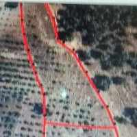 زمین باغ درخت ثمر دار 3550متر