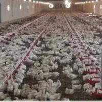 اجاره-مرغداری