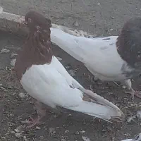 کفتر سینه ای خوش رنگ و طوقی و دم گیر ۱۵۰۰۰۰