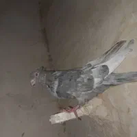 کلاغ . قورگی . دم|پرنده|مشهد, عامل|دیوار
