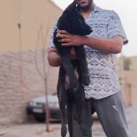 توله ژرمن بلک|سگ|یزد, |دیوار