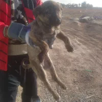 سگ رخ افغان نروماده واگذاری اصل نصب دار