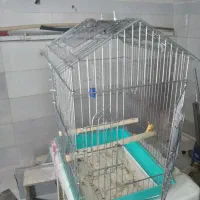 قفس و عروس هلندی نر