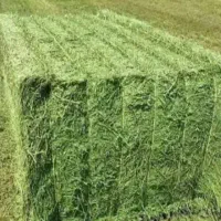 یونجه سومار