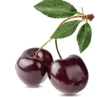 نهالستان ،گیلاس تکدانه مشهد ، نهال و گلخانه