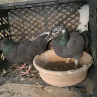 کفتر کبوتر اصیل