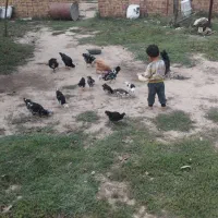 مرغ و جوجه گلین