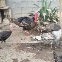 بوقلمو|حیوانات مزرعه|بندرعباس, |دیوار