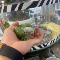 جوجه سرلاکی ملنگو (زیر قیمت همه جا) کاسکو شاه طوطی|پرنده|تهران, جیحون|دیوار