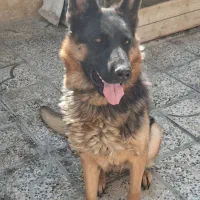 ماده ژرمن شیپر شیب استاندارد اموزش دیده|سگ|شاهینشهر, گزبرخوار|دیوار