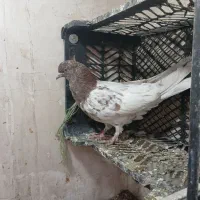 کفتر کله قرمز