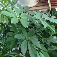 گل آپارتمانی|گل و گیاه طبیعی|شاهینشهر, نبوت|دیوار