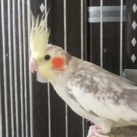 عروس هلندی مولد زعفرونی