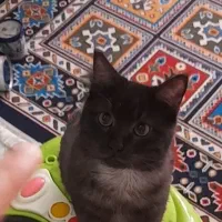 گربه میکس بریتیش و پرشین