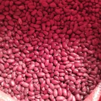 لوبیا قرمز