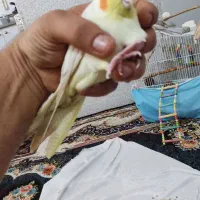 عروس هلندی